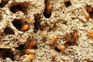 sub floor termites